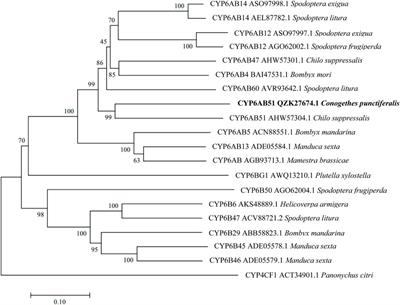 Functional roles of two novel P450 genes in the adaptability of Conogethes punctiferalis to three commonly used pesticides